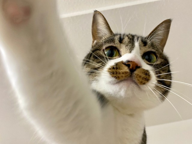 ふうパーーンチ