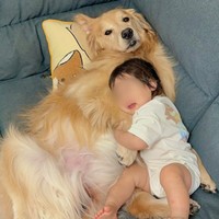 ソファで娘さんとごろ寝するおからちゃん（画像提供：豆柴うに＆ゴールデンレトリバーおからさん）