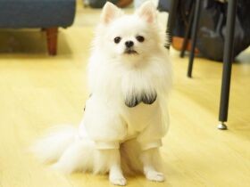 挨拶下手な恥ずかしがりやから立派な兄貴へ成長　ポメラニアンの「ルチア」　