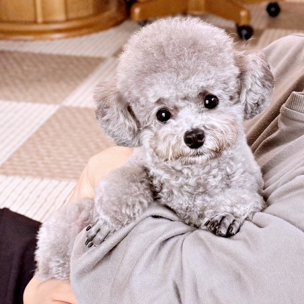 飼い主さんに抱っこされてくつろぐエマちゃん（画像提供：エマです！さん）