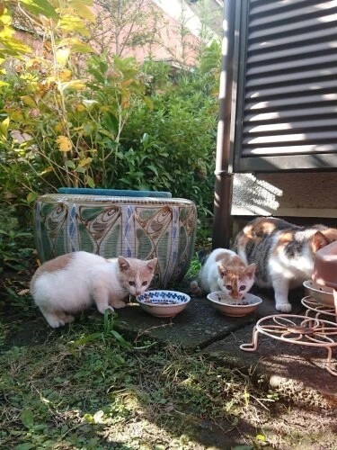 家にきたころの「ガブリエル」