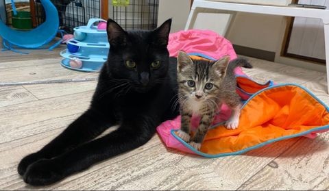 保護猫に寄り添うレイニーくん