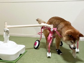 もう壁にぶつからない！　老犬がごきげんにぐる活できる「ぐるぐる歩行器」 の作り方