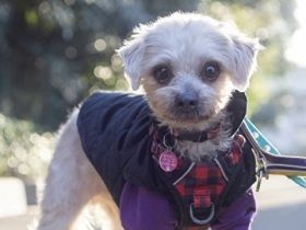 パナソニック保護犬猫譲渡会　NPO法人アルマから参加予定の犬たち（16） 