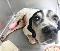 スタッフに会えて安心したポルカは、スヤスヤと虹の橋を渡っていきました