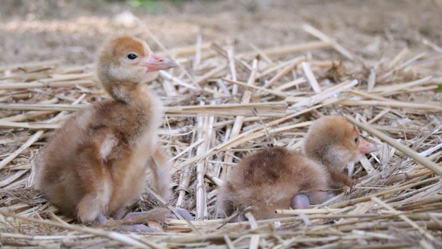 岡山後楽園でタンチョウのヒナ2羽が誕生　岡山県は全国一のタンチョウ飼育県