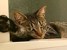 住民が消えた賃貸住宅に残された子猫　元気なおてんば娘に成長