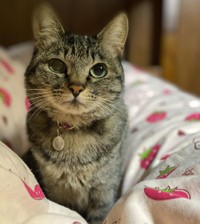 今日も一緒に寝ようにゃ