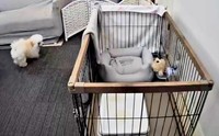 ケージから脱走した子犬（画像提供：ふわとろ天使くん）