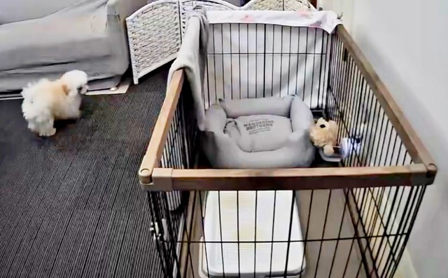 ケージから脱走した子犬（画像提供：ふわとろ天使くん）