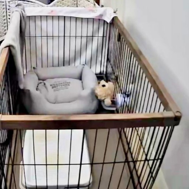 ケージから脱走した子犬（画像提供：ふわとろ天使くん）