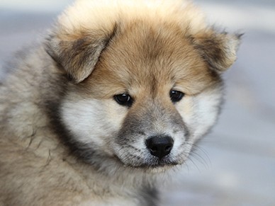 犬の殺処分率７４．７％　減ったとはいえ…香川が全国ワースト