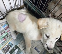 重篤な怪我の影響で抜け落ちてしまったまるちゃんの毛