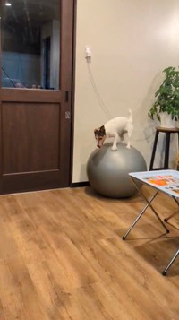 バランスボールに乗ったと思いきや…