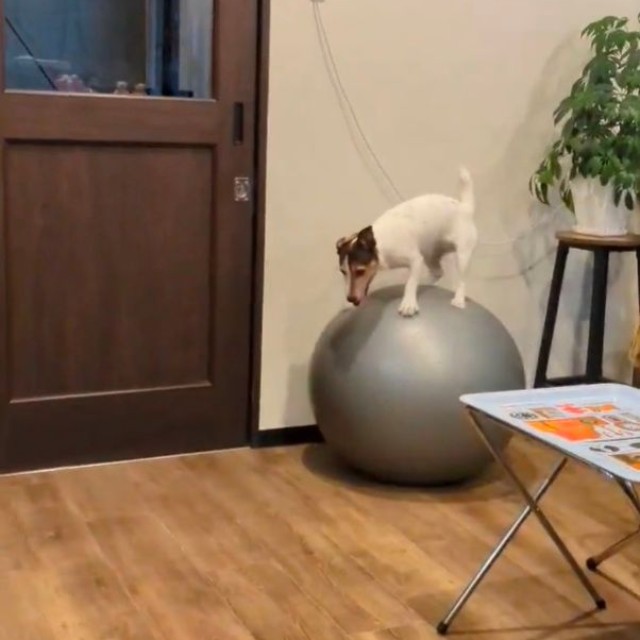 バランスボールに乗ったと思いきや…