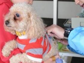 狂犬病、最後の報告から６０年　侵入リスクは「約５万年に１回」