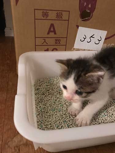 おトイレすぐに覚えたよ