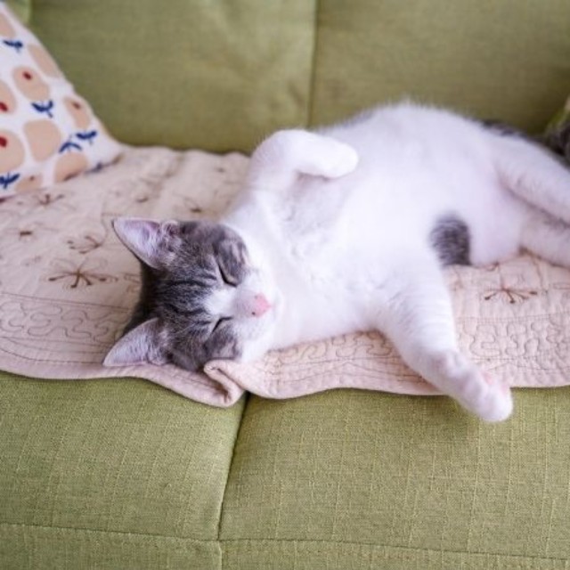 すやすや眠る福くん（画像提供：nさん）