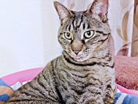 うめちゃんと一緒に迎えられた姉妹のふじちゃん（画像提供：燦巻しおんさん）