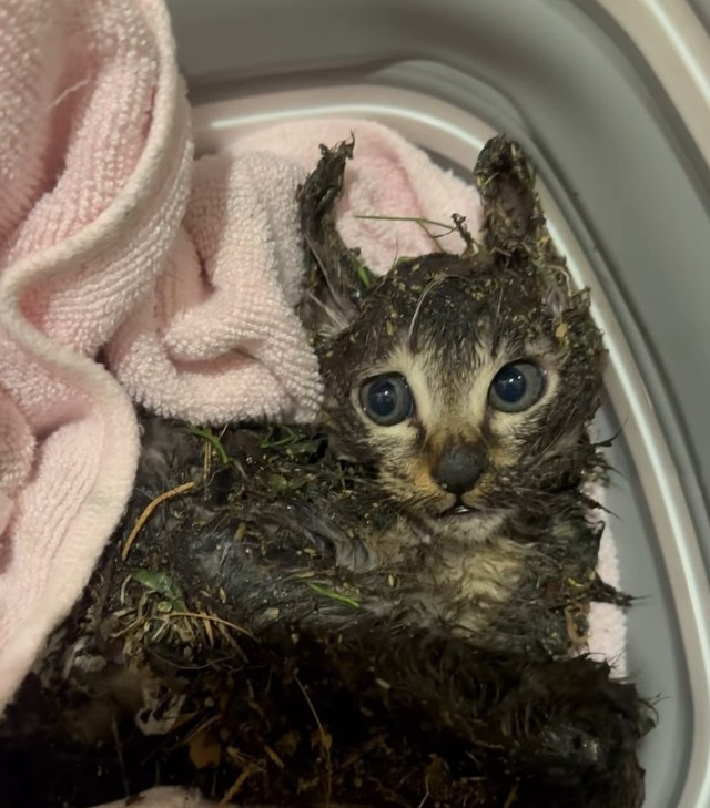 ネズミ捕りにかかったと思われる子猫を保護（「あかつきニャンコ」さん、Instagramよりキャプチャ撮影）