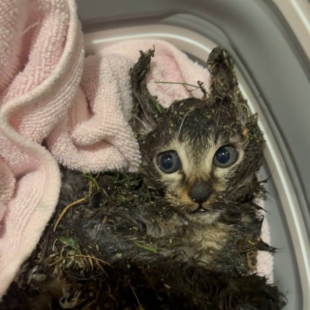 ネズミ捕りにかかったと思われる子猫を保護（「あかつきニャンコ」さん、Instagramよりキャプチャ撮影）