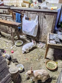 繁殖力も強く病気にもなりやすいウサギ。お世話が大変だということを知らず安易な気持ちで購入する人も（もよままさん提供）