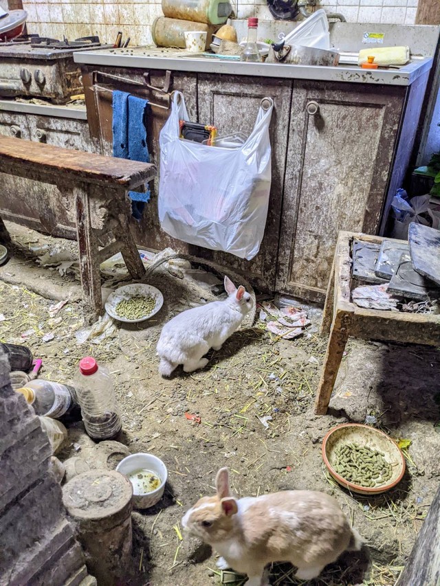 繁殖力も強く病気にもなりやすいウサギ。お世話が大変だということを知らず安易な気持ちで購入する人も（もよままさん提供）