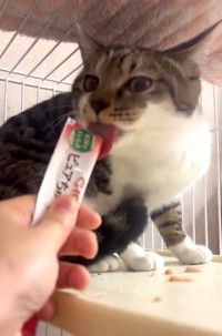 ちゅーるは大好き！（「茂庭台にゃんこ〜おうち見つけ隊〜」さん提供、Xよりキャプチャ撮影）