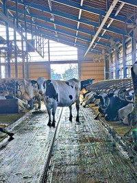 牛舎の内部の様子（画像提供：もみのきさん）