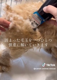 固まった毛玉を一つひとつ慎重に解いていきます／カノンアニマルレスキューさん（@canon.animal.rescue）提供