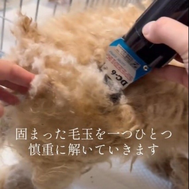 固まった毛玉を一つひとつ慎重に解いていきます／カノンアニマルレスキューさん（@canon.animal.rescue）提供