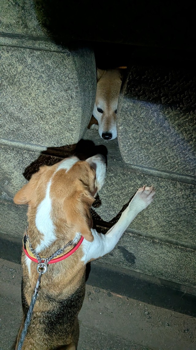 出会いの夜（提供：◆KORO◆さん）