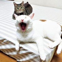 少しずつ仲良くなった先住猫・りんごさん（手前）、ちあきさん（奥）（画像提供：青い人さん）