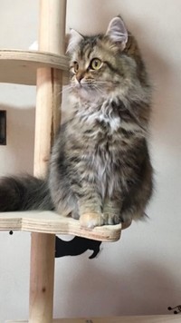 フクロウもミミズクも中国語では「猫頭鷹」なのだとか。チャチャちゃんは普段からフクロウ、もしくはミミズク風なのです（提供：コハちゃん さん）