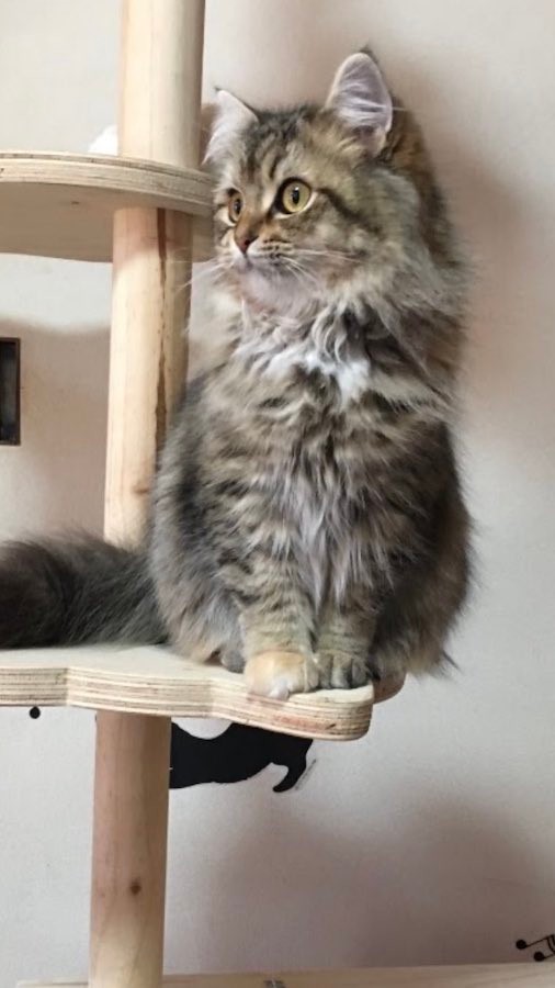 フクロウもミミズクも中国語では「猫頭鷹」なのだとか。チャチャちゃんは普段からフクロウ、もしくはミミズク風なのです（提供：コハちゃん さん）