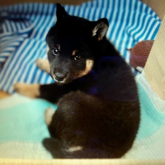 家にきたころの「ちゃつみ」