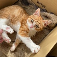 段ボール箱の中に入ってくつろぐラテちゃん（画像提供：保護猫ラテちゃん）