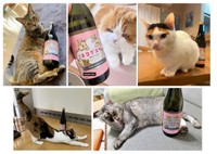 ラベルのモデルとなった５匹の猫たち。一緒に写っているお酒は2025年版のネコダスケ（同社提供）