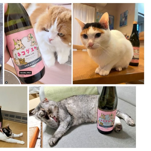ラベルのモデルとなった５匹の猫たち。一緒に写っているお酒は2025年版のネコダスケ（同社提供）