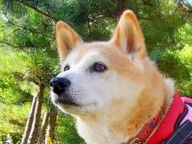 いい季節になってきたね　心地いい秋風に深呼吸して満足げな柴犬「もぴこむ」