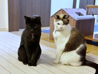 すくすくと成長した（左から）ちょびくんとモモちゃん（画像提供：黒猫さん）
