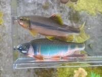 カワムツ（上）、オイカワ（下）（画像提供：よろたむさん）