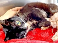 病院で入院・治療を受けることになった桜猫ちゃん（画像提供：アズエスミさん）