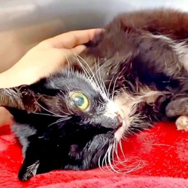 病院で入院・治療を受けることになった桜猫ちゃん（画像提供：アズエスミさん）