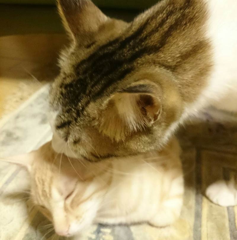 きなこをなめるジャッキー。まるで親のようだ