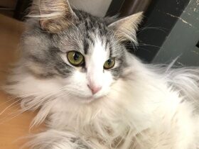 あ～つ～い～　コロコロしてよぉ　ノルウェージャン「ライカン」