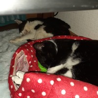 まるちゃん(奥)とは並んで眠るほど距離が縮まっていたのに…