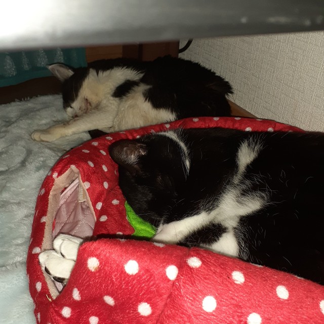 まるちゃん(奥)とは並んで眠るほど距離が縮まっていたのに…