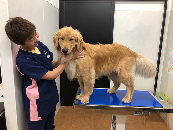 毎日金太郎と出勤し、一緒に家に帰る。「治療をサポートしてくれる輸血ドナー犬について、もっと知ってもらえたら」（八木沼さん提供）

