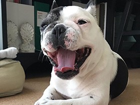 ぽっちゃりわがままボディのフレブル「ムー」は癒やし系